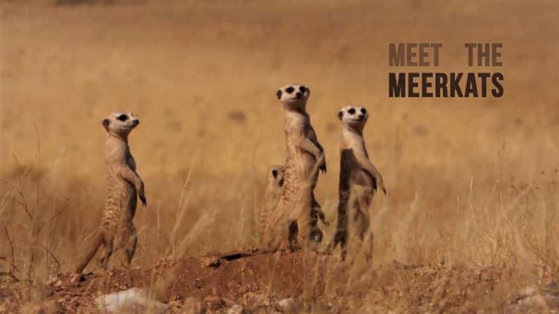 外语原版纪录片《遇见猫鼬/Meet the Meerkats 》原版无字/外挂字幕 - 纪录片1080P/720P/360P高清标清网盘迅雷下载