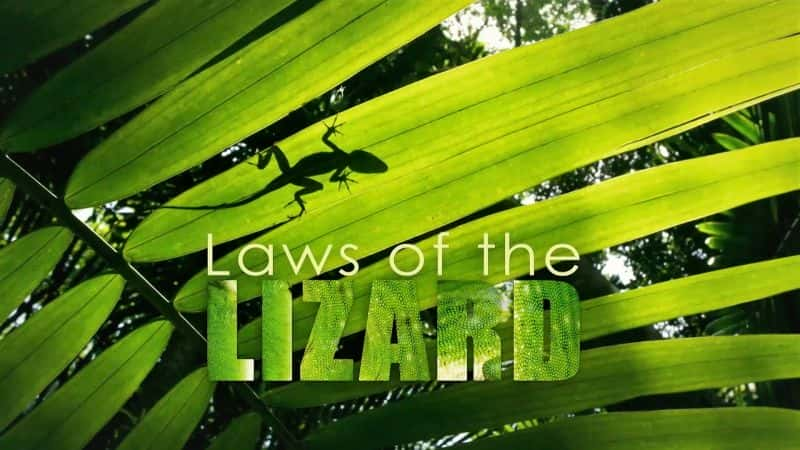 外语原版纪录片《蜥蜴法则/Laws of the Lizard 》原版无字/外挂字幕 - 纪录片1080P/720P/360P高清标清网盘迅雷下载