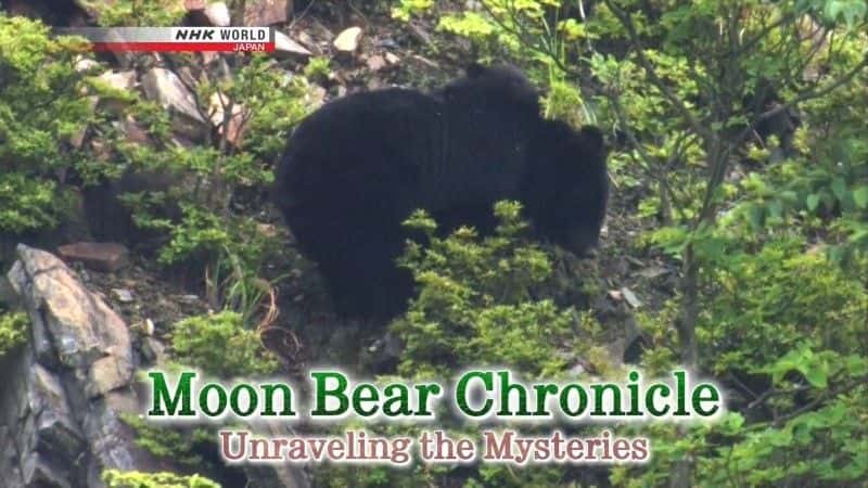 外语原版纪录片《月熊编年史/Moon Bear Chronicle 》原版无字/外挂字幕 - 纪录片1080P/720P/360P高清标清网盘迅雷下载