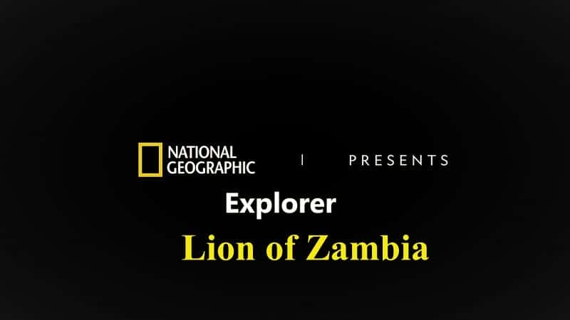 外语原版纪录片《赞比亚狮子/Lion of Zambia 》原版无字/外挂字幕 - 纪录片1080P/720P/360P高清标清网盘迅雷下载