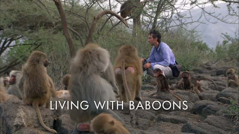 外语原版纪录片《与狒狒一起生活 (BBC 1080p)/Living with Baboons (BBC 1080p) 》原版无字/外挂字幕 - 纪录片1080P/720P/360P高清标清网盘迅雷下载