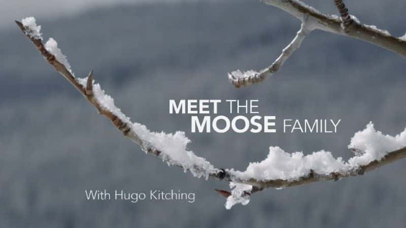 外语原版纪录片《认识穆斯家族 (BBC)/Meet the Moose Family (BBC) 》原版无字/外挂字幕 - 纪录片1080P/720P/360P高清标清网盘迅雷下载