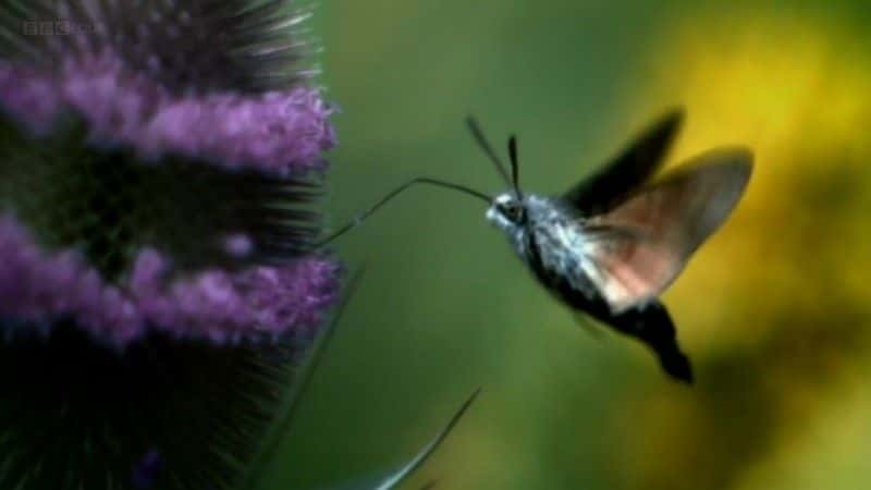 外语原版纪录片《昆虫世界 (BBC)/Insect Worlds (BBC) 》原版无字/外挂字幕 - 纪录片1080P/720P/360P高清标清网盘迅雷下载