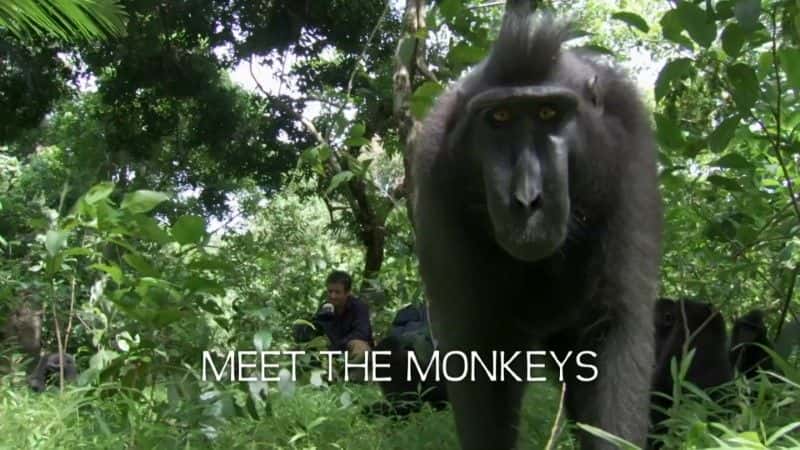 外语原版纪录片《遇见猴子 (BBC)/Meet the Monkeys (BBC) 》原版无字/外挂字幕 - 纪录片1080P/720P/360P高清标清网盘迅雷下载