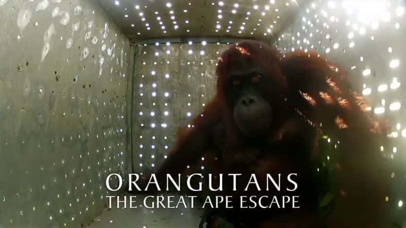 外语原版纪录片《猩猩：类人猿大逃亡/Orangutans: The Great Ape Escape 》原版无字/外挂字幕 - 纪录片1080P/720P/360P高清标清网盘迅雷下载