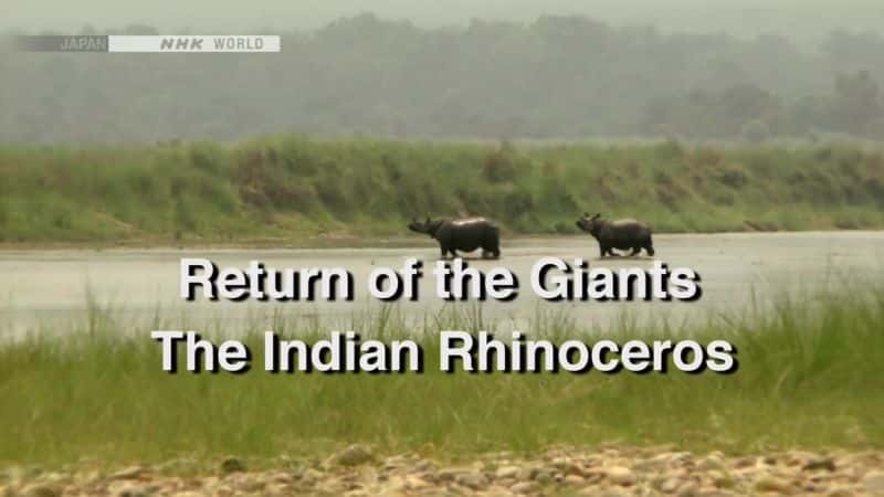 外语原版纪录片《巨人归来：印度犀牛/Return of the Giants: The Indian Rhinoceros 》原版无字/外挂字幕 - 纪录片1080P/720P/360P高清标清网盘迅雷下载