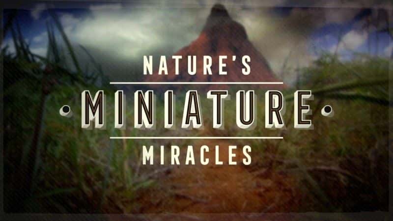 外语原版纪录片《大自然的微型奇迹 (BBC 1080p)/Nature's Miniature Miracles (BBC 1080p) 》原版无字/外挂字幕 - 纪录片1080P/720P/360P高清标清网盘迅雷下载
