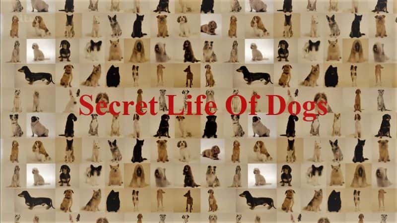 外语原版纪录片《爱犬的秘密生活：系列 2/Secret Life of Dogs: Series 2 》原版无字/外挂字幕 - 纪录片1080P/720P/360P高清标清网盘迅雷下载