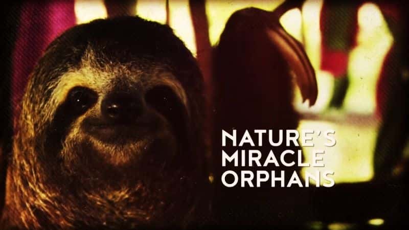 外语原版纪录片《大自然的奇迹孤儿：系列 2/Nature's Miracle Orphans: Series 2 》原版无字/外挂字幕 - 纪录片1080P/720P/360P高清标清网盘迅雷下载