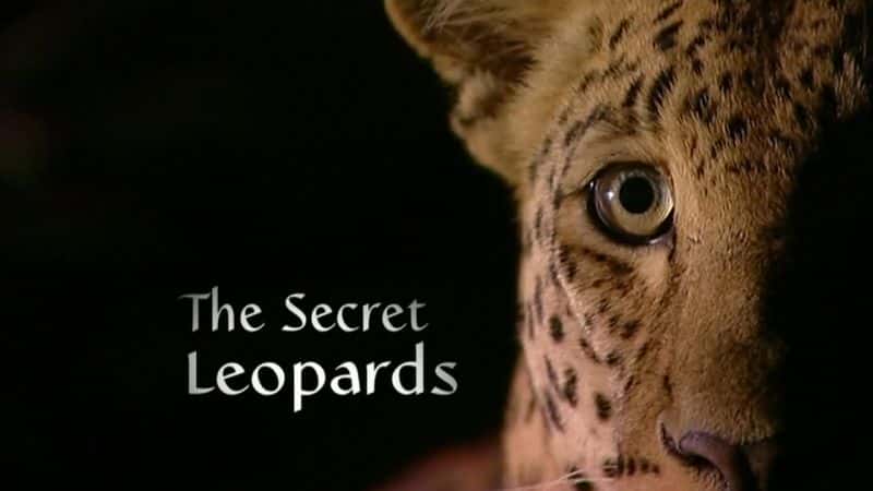外语原版纪录片《秘密豹 (BBC)/The Secret Leopards (BBC) 》原版无字/外挂字幕 - 纪录片1080P/720P/360P高清标清网盘迅雷下载