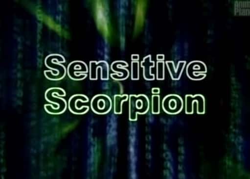 外语原版纪录片《敏感的蝎子/Sensitive Scorpion 》原版无字/外挂字幕 - 纪录片1080P/720P/360P高清标清网盘迅雷下载