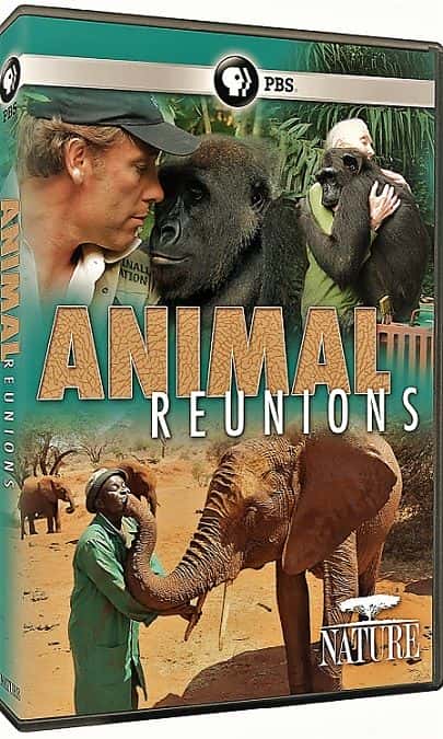 外语原版纪录片《自然：动物聚会/Nature: Animal Reunions 》原版无字/外挂字幕 - 纪录片1080P/720P/360P高清标清网盘迅雷下载
