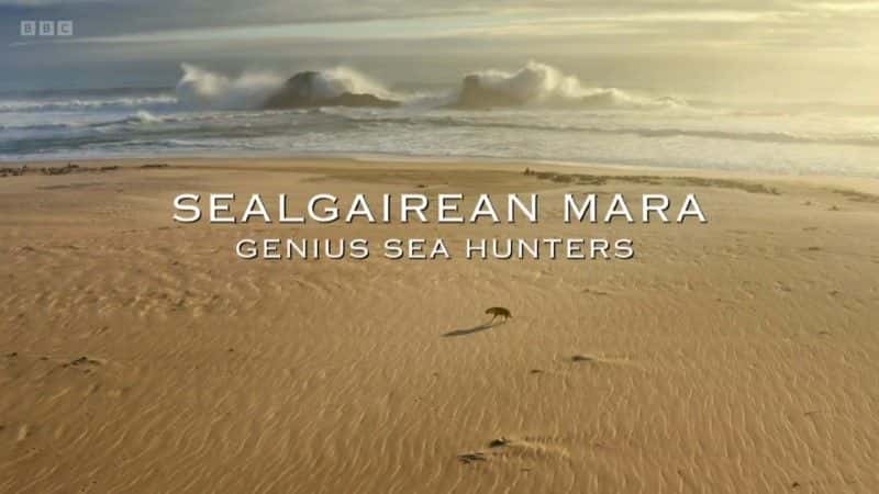 外语原版纪录片《Sealgairean Mara Genius 海上猎人/Sealgairean Mara Genius Sea Hunters 》原版无字/外挂字幕 - 纪录片1080P/720P/360P高清标清网盘迅雷下载