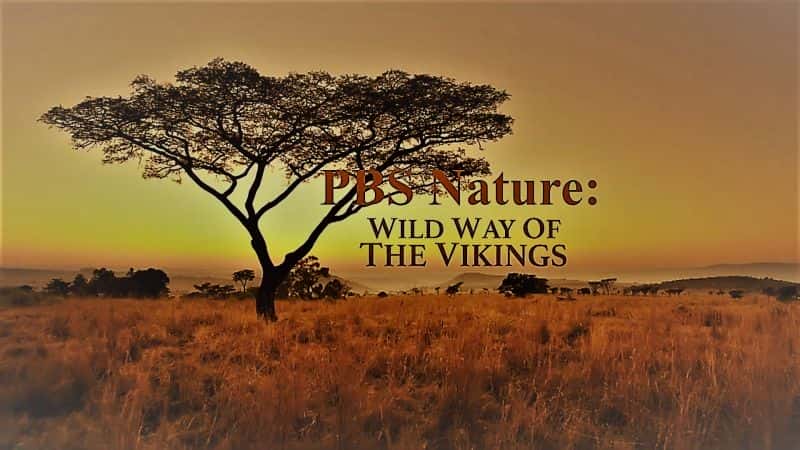外语原版纪录片《自然：维京人的狂野之路/Nature: Wild Way of the Vikings 》原版无字/外挂字幕 - 纪录片1080P/720P/360P高清标清网盘迅雷下载