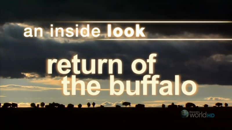 外语原版纪录片《水牛归来/Return of the Buffalo 》原版无字/外挂字幕 - 纪录片1080P/720P/360P高清标清网盘迅雷下载