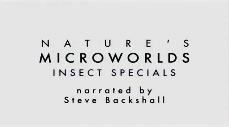 外语原版纪录片《大自然的微观世界：昆虫特刊/Nature's Microworlds: Insect Specials 》原版无字/外挂字幕 - 纪录片1080P/720P/360P高清标清网盘迅雷下载