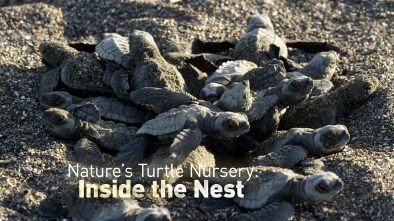 外语原版纪录片《自然龟苗圃 (BBC)/Nature's Turtle Nursery (BBC) 》原版无字/外挂字幕 - 纪录片1080P/720P/360P高清标清网盘迅雷下载