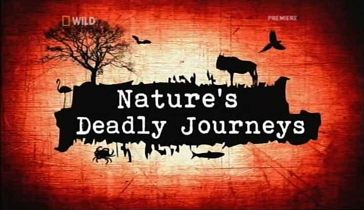 外语原版纪录片《大自然的致命旅程/Nature's Deadly Journeys 》原版无字/外挂字幕 - 纪录片1080P/720P/360P高清标清网盘迅雷下载