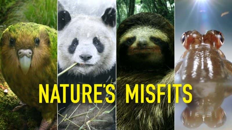 外语原版纪录片《天生的格格不入 (BBC)/Nature's Misfits (BBC) 》原版无字/外挂字幕 - 纪录片1080P/720P/360P高清标清网盘迅雷下载