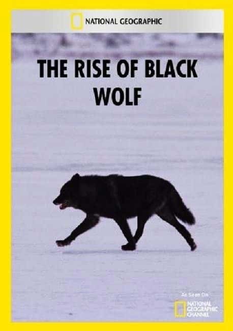 外语原版纪录片《黑狼崛起/The Rise of Black Wolf 》原版无字/外挂字幕 - 纪录片1080P/720P/360P高清标清网盘迅雷下载