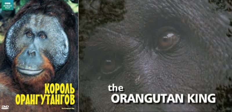 外语原版纪录片《猩猩王 (BBC)/The Orangutan King (BBC) 》原版无字/外挂字幕 - 纪录片1080P/720P/360P高清标清网盘迅雷下载