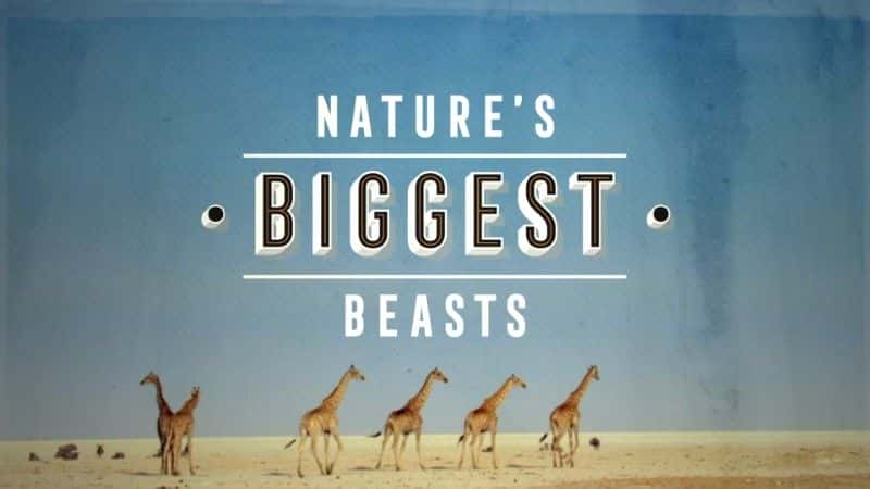 外语原版纪录片《大自然中最大的野兽 (BBC)/Nature's Biggest Beasts (BBC) 》原版无字/外挂字幕 - 纪录片1080P/720P/360P高清标清网盘迅雷下载
