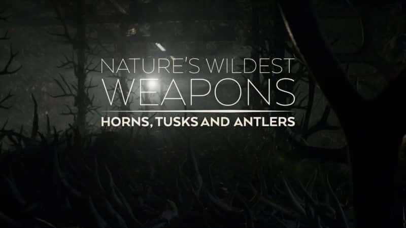 外语原版纪录片《大自然最狂野的武器/Nature's Wildest Weapons 》原版无字/外挂字幕 - 纪录片1080P/720P/360P高清标清网盘迅雷下载