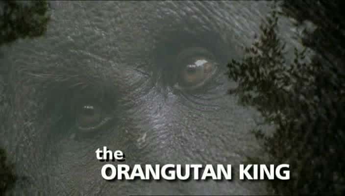 外语原版纪录片《猩猩王/The Orangutan King 》原版无字/外挂字幕 - 纪录片1080P/720P/360P高清标清网盘迅雷下载