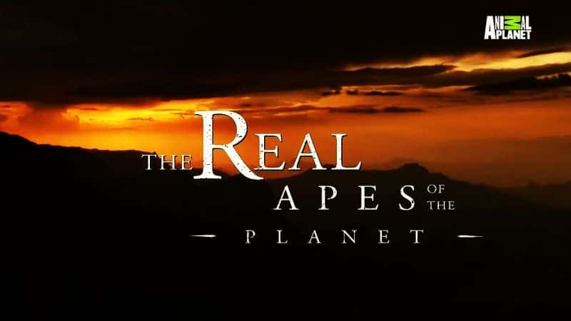 外语原版纪录片《地球上真正的类人猿/The Real Apes of the Planet 》原版无字/外挂字幕 - 纪录片1080P/720P/360P高清标清网盘迅雷下载