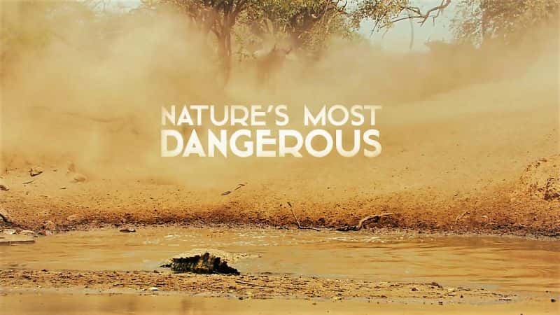 外语原版纪录片《大自然中最危险的/Nature's Most Dangerous 》原版无字/外挂字幕 - 纪录片1080P/720P/360P高清标清网盘迅雷下载