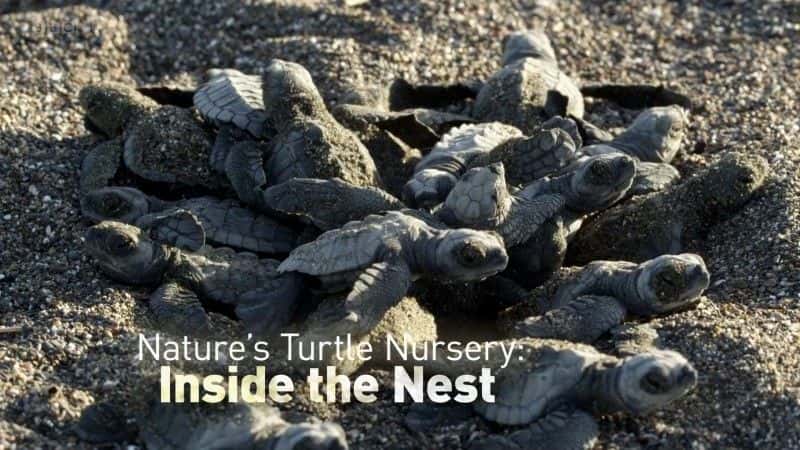 外语原版纪录片《自然龟苗圃/Nature's Turtle Nursery 》原版无字/外挂字幕 - 纪录片1080P/720P/360P高清标清网盘迅雷下载
