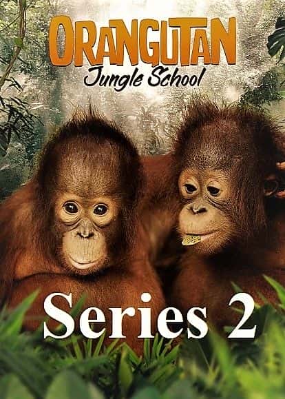 外语原版纪录片《猩猩丛林学校：系列 2/Orangutan Jungle School: Series 2 》原版无字/外挂字幕 - 纪录片1080P/720P/360P高清标清网盘迅雷下载
