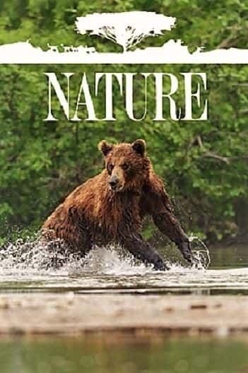 外语原版纪录片《自然系列 38 第 8 部分：熊/Nature Series 38 Part 8: Bears 》原版无字/外挂字幕 - 纪录片1080P/720P/360P高清标清网盘迅雷下载