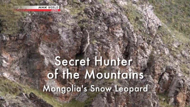 外语原版纪录片《山间猎手：蒙古雪豹/Secret Hunter of the Mountains: Mongolia's Snow Leopard 》原版无字/外挂字幕 - 纪录片1080P/720P/360P高清标清网盘迅雷下载