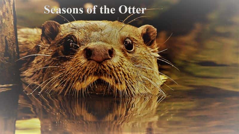外语原版纪录片《水獭的季节/Seasons of the Otter 》原版无字/外挂字幕 - 纪录片1080P/720P/360P高清标清网盘迅雷下载