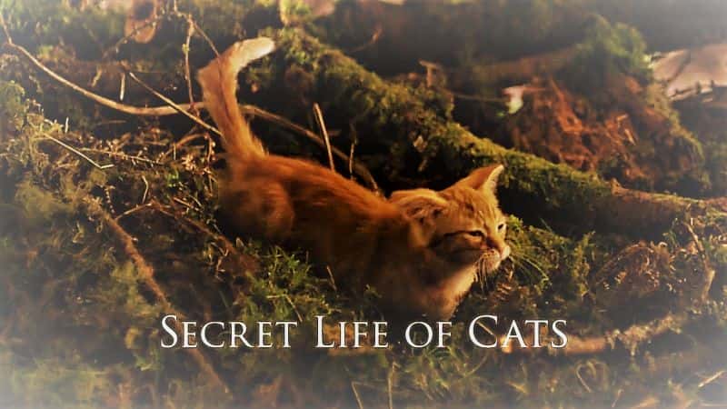 外语原版纪录片《猫的秘密生活 (BBC)/Secret Life of Cats (BBC) 》原版无字/外挂字幕 - 纪录片1080P/720P/360P高清标清网盘迅雷下载