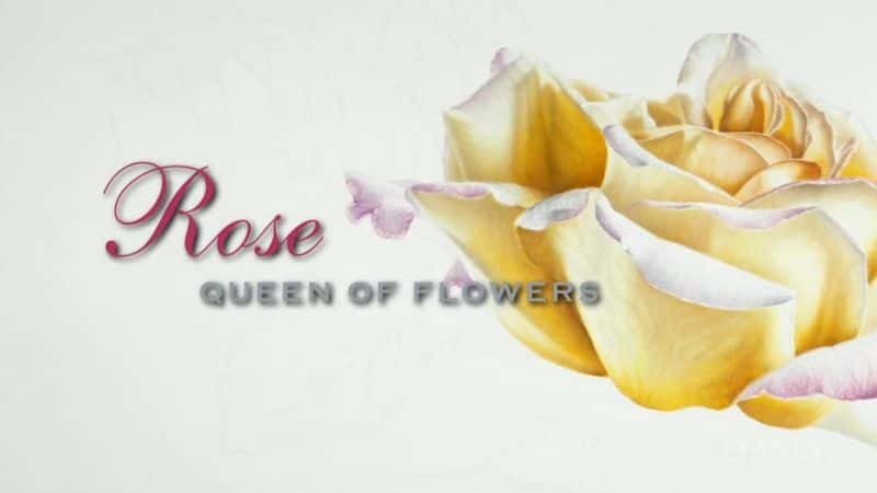 外语原版纪录片《玫瑰 - 花中皇后/Rose - Queen of Flowers 》原版无字/外挂字幕 - 纪录片1080P/720P/360P高清标清网盘迅雷下载