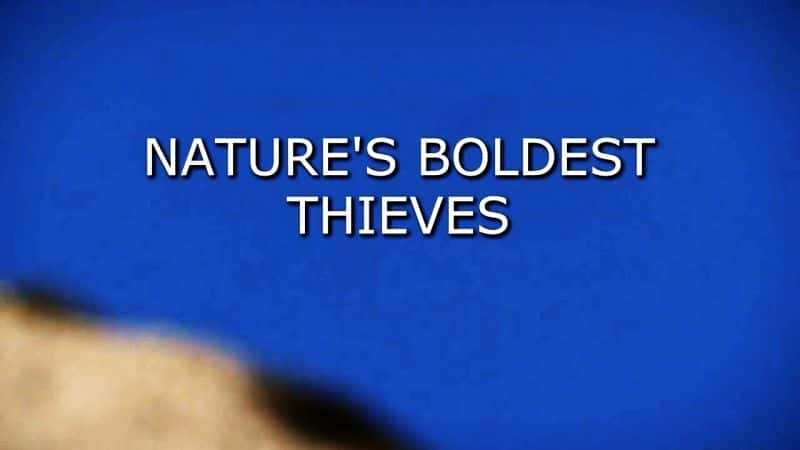 外语原版纪录片《大自然最大胆的小偷/Nature's Boldest Thieves 》原版无字/外挂字幕 - 纪录片1080P/720P/360P高清标清网盘迅雷下载