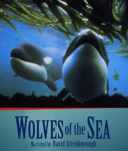 外语原版纪录片《海狼/Wolves of the Sea 》原版无字/外挂字幕 - 纪录片1080P/720P/360P高清标清网盘迅雷下载