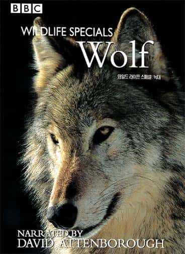 外语原版纪录片《狼/Wolf 》原版无字/外挂字幕 - 纪录片1080P/720P/360P高清标清网盘迅雷下载