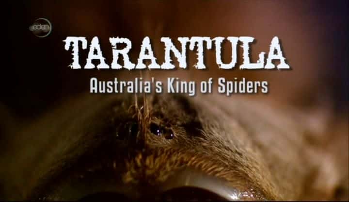 外语原版纪录片《狼蛛：澳大利亚的蜘蛛之王/Tarantula: Australia's King of Spiders 》原版无字/外挂字幕 - 纪录片1080P/720P/360P高清标清网盘迅雷下载