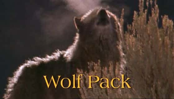 外语原版纪录片《狼群/Wolf Pack 》原版无字/外挂字幕 - 纪录片1080P/720P/360P高清标清网盘迅雷下载