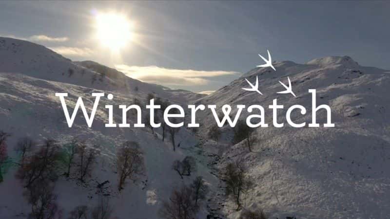 外语原版纪录片《冬季守望 2021/Winterwatch 2021 》原版无字/外挂字幕 - 纪录片1080P/720P/360P高清标清网盘迅雷下载