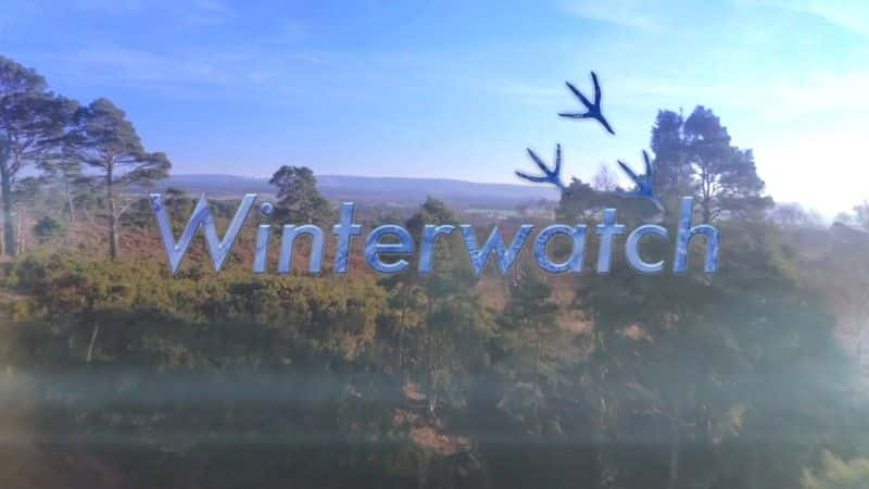 外语原版纪录片《2017 年冬季守望/Winterwatch 2017 》原版无字/外挂字幕 - 纪录片1080P/720P/360P高清标清网盘迅雷下载