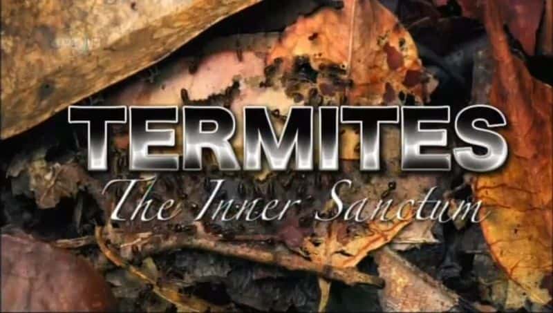 外语原版纪录片《白蚁：内殿/Termites: The Inner Sanctum 》原版无字/外挂字幕 - 纪录片1080P/720P/360P高清标清网盘迅雷下载