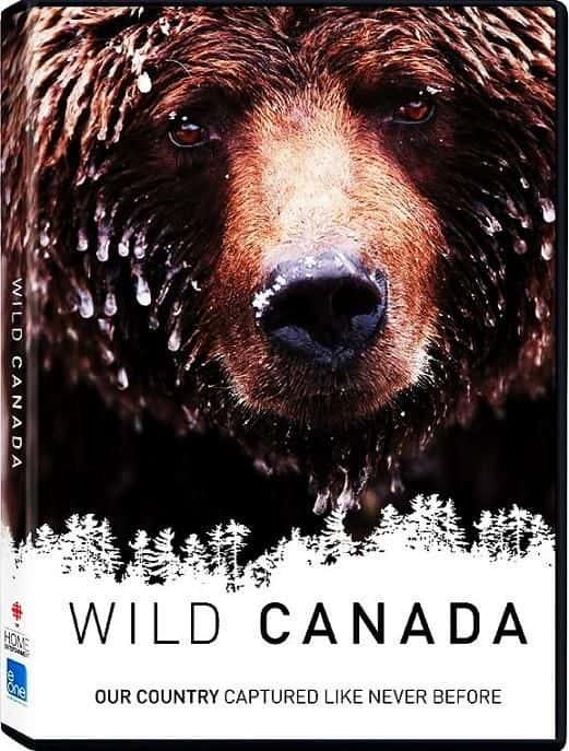 外语原版纪录片《野生加拿大/Wild Canada 》原版无字/外挂字幕 - 纪录片1080P/720P/360P高清标清网盘迅雷下载