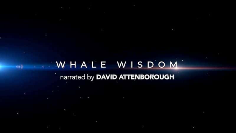 外语原版纪录片《鲸鱼智慧/Whale Wisdom 》原版无字/外挂字幕 - 纪录片1080P/720P/360P高清标清网盘迅雷下载