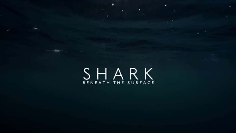 外语原版纪录片《鲨鱼：水面之下/Shark: Beneath the Surface 》原版无字/外挂字幕 - 纪录片1080P/720P/360P高清标清网盘迅雷下载