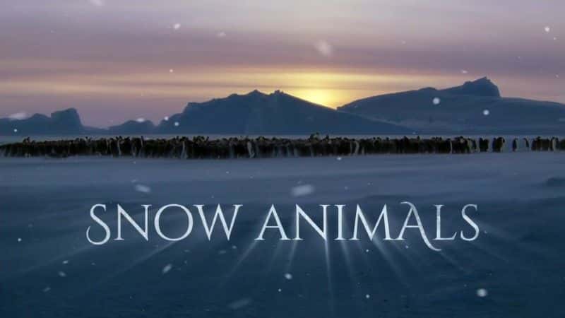 外语原版纪录片《雪地动物 (BBC)/Snow Animals (BBC) 》原版无字/外挂字幕 - 纪录片1080P/720P/360P高清标清网盘迅雷下载