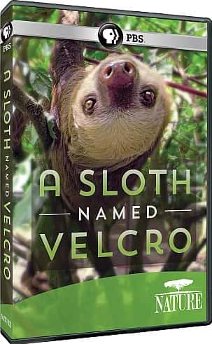 外语原版纪录片《一只名叫 Velcro 的树懒/A Sloth Named Velcro 》原版无字/外挂字幕 - 纪录片1080P/720P/360P高清标清网盘迅雷下载